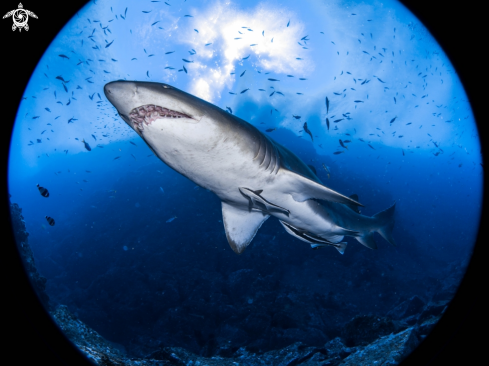 A Gray Nurse Shark