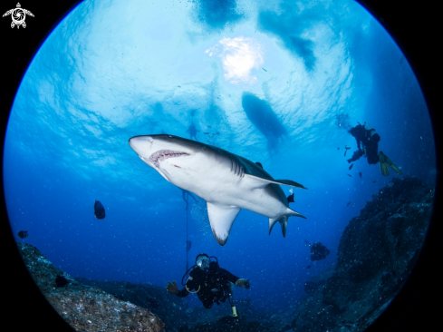 A Gray Nurse Shark