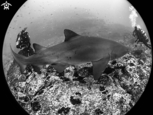 A Gray Nurse Shark