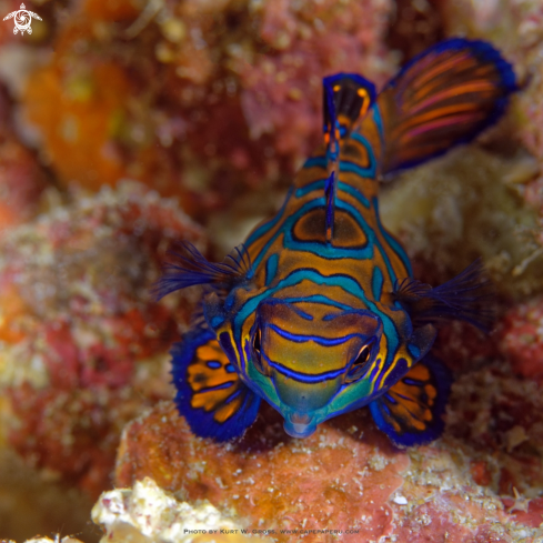 A Synchiropus splendidus | Mandarin Dragonet