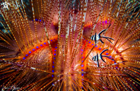 A Fire Urchin and Banggai Cardinal Fish