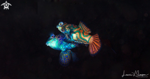 A Mandarin Fish