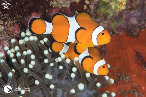 A False Clown Anemonefish