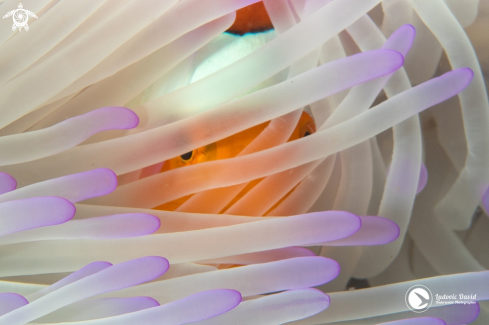 A False Clown Anemonefish