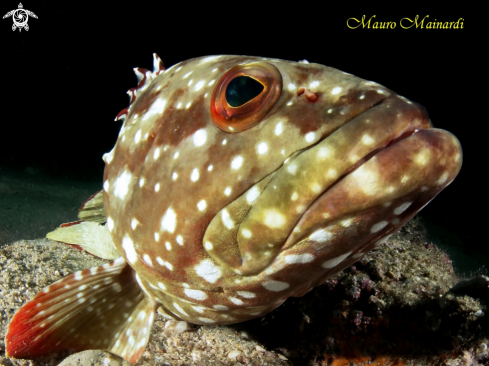 A Grouper