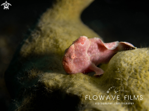 A Painted Frogfish