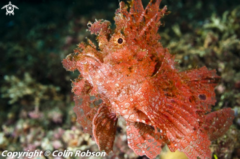 A reef fish