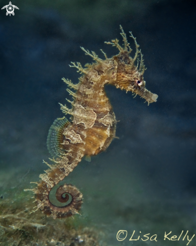 A Seahorse