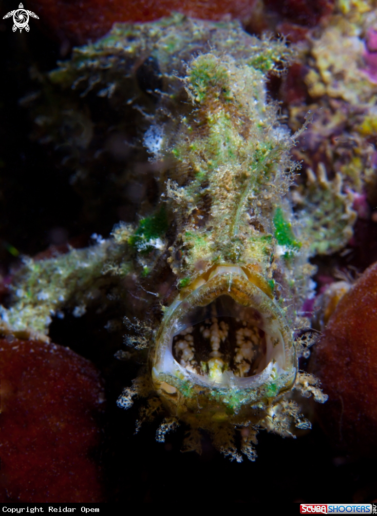 A Marble-Mouthed Frogfish