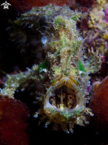A Lophiocharon lithinostomus | Marble-Mouthed Frogfish