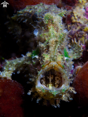 A Marble-Mouthed Frogfish