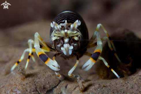 A Bumble bee shrimp