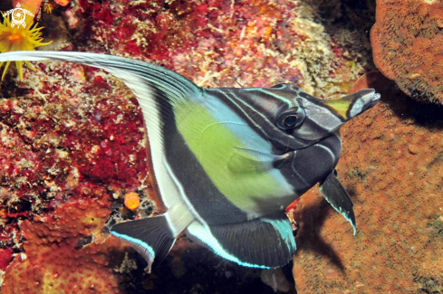 A Angelfish