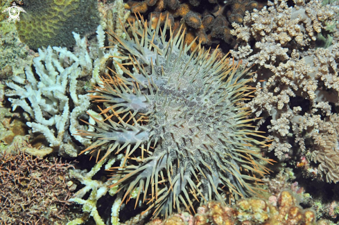 A sea star