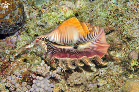 A scorpion  conchs