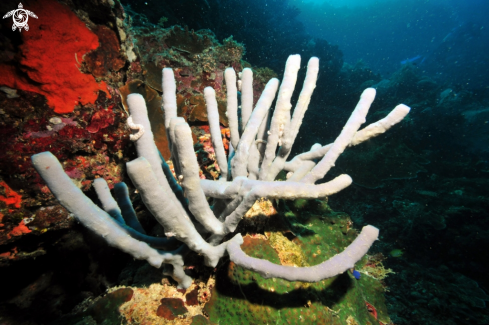 A sponge tubes