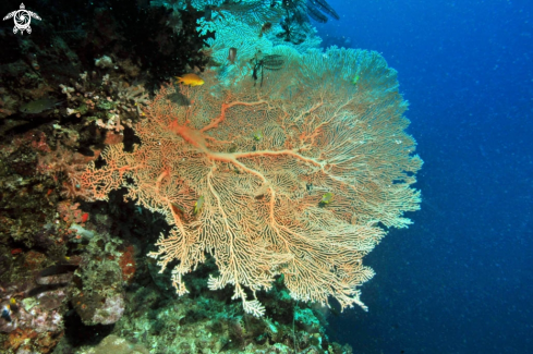 A Gorgonian