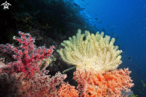 A feather star