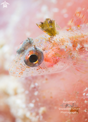 A Triplefin Blenny Portrait