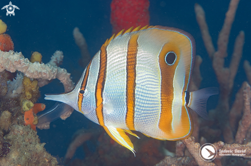 A copperband butterflyfish