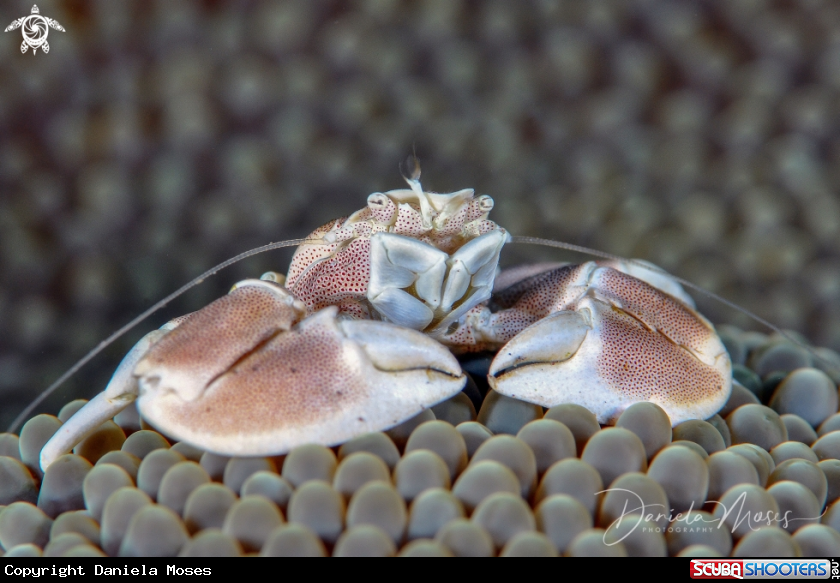 A Spotted Porcelain Crab