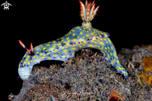 A Hypselodoris confetti 