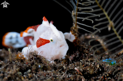 A Clown Frogfish (Juvenile)