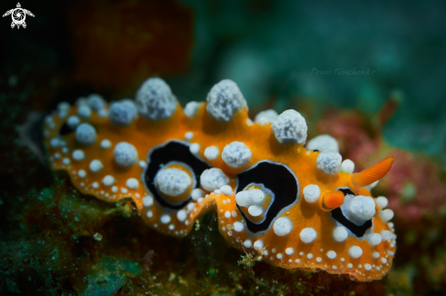 A NUDIBRANCH