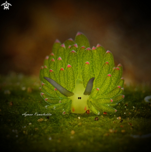 A Nudibranch