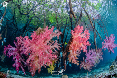 A Soft coral in Mangrove