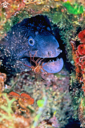 A moray