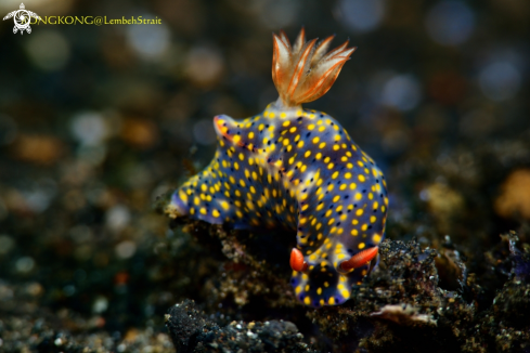 A Nudibranch