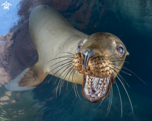 A California Sea Lion