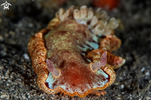 A Hexabranchus sanguineus, | Spanish dancer