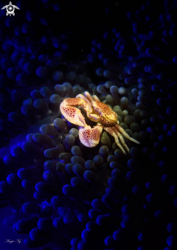 A Porcelain Crab | Crab 