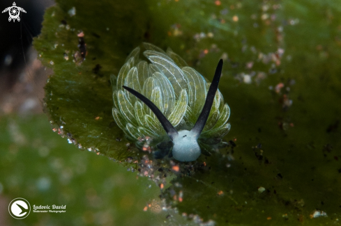 A Rabbit Sapsucking Slug