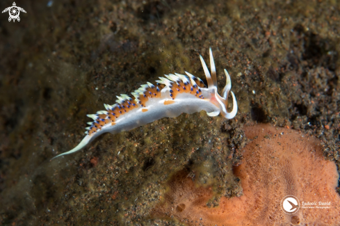 A Caloria indica | Indian Caloria Nudibranch