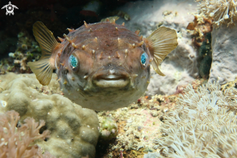 A porcupine fish