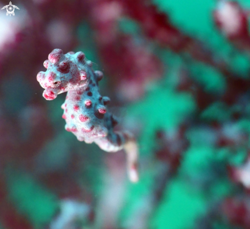 A Hippocampus bargibanti | pigmy seahorse