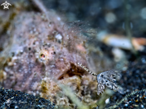 A Antennarius striatus (Shaw, 1794) | The Striated Frogfish or Hairy Frogfish 