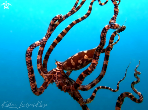 A Wonderpus octopus