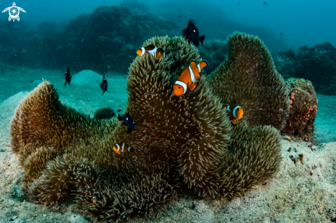 A Anemone fish