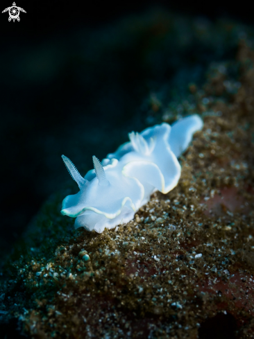 A Ardeadoris egretta | Nudibranch