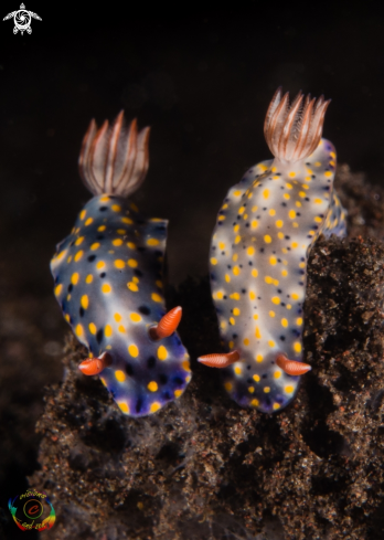 A Hypselodoris roo