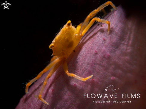 A Crowned Coral Crab