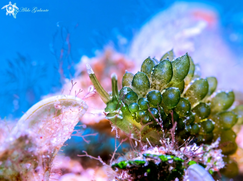 A Grapeweed Sea slug - Nudibranch