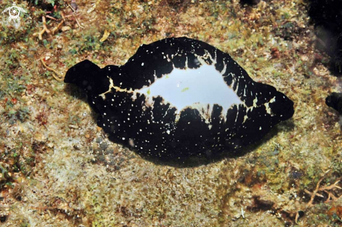 A cowrie