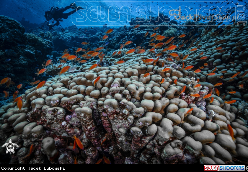 A Red Sea 06