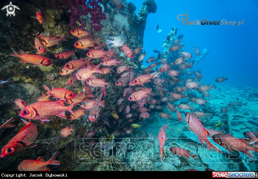 A Red Sea 10