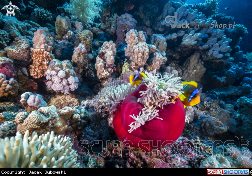 A Red Sea 15